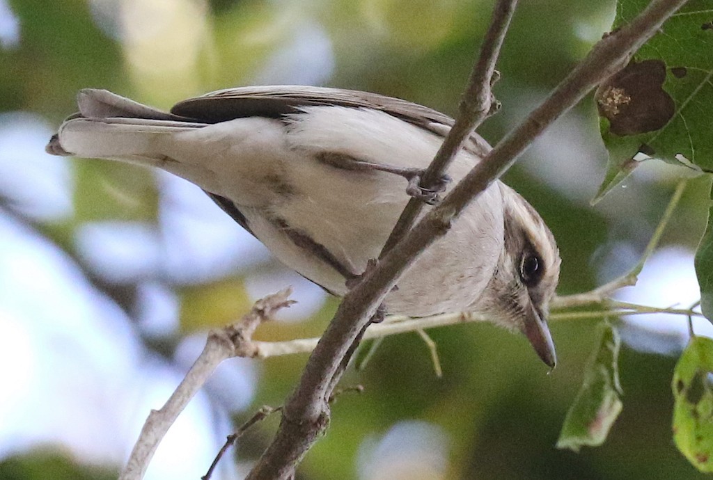 Common Woodshrike - ML228405651