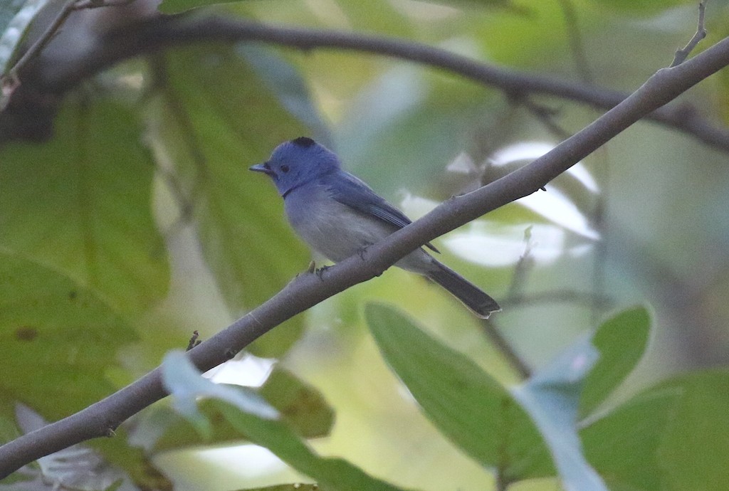 Black-naped Monarch - ML228406481