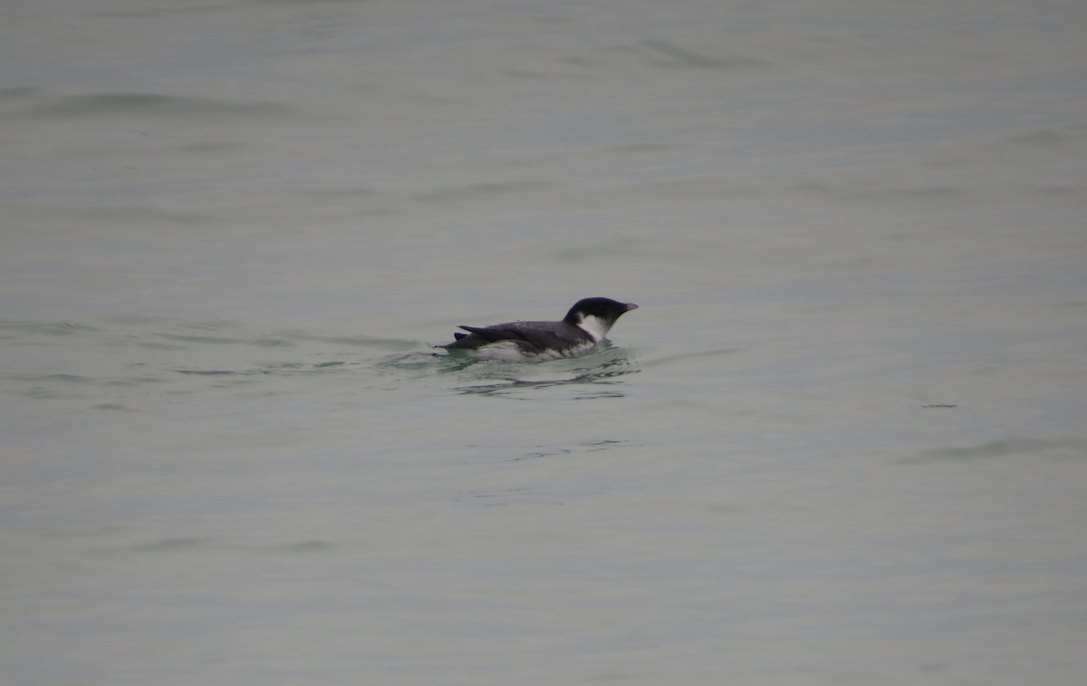 Ancient Murrelet - ML228406861