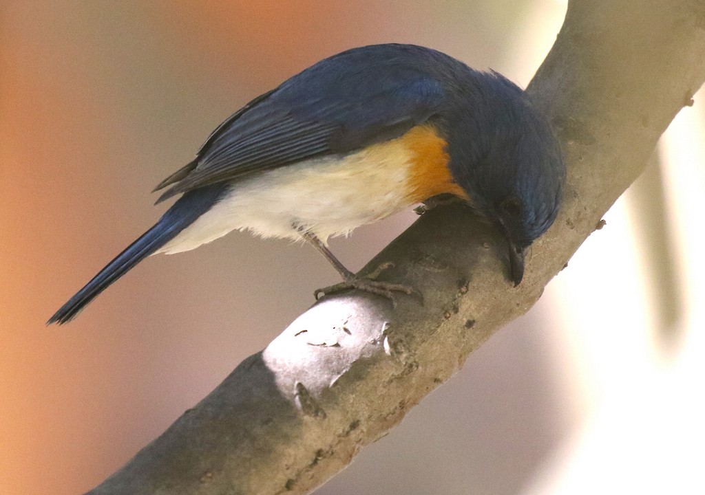 Tickell's Blue Flycatcher - Ron Hess