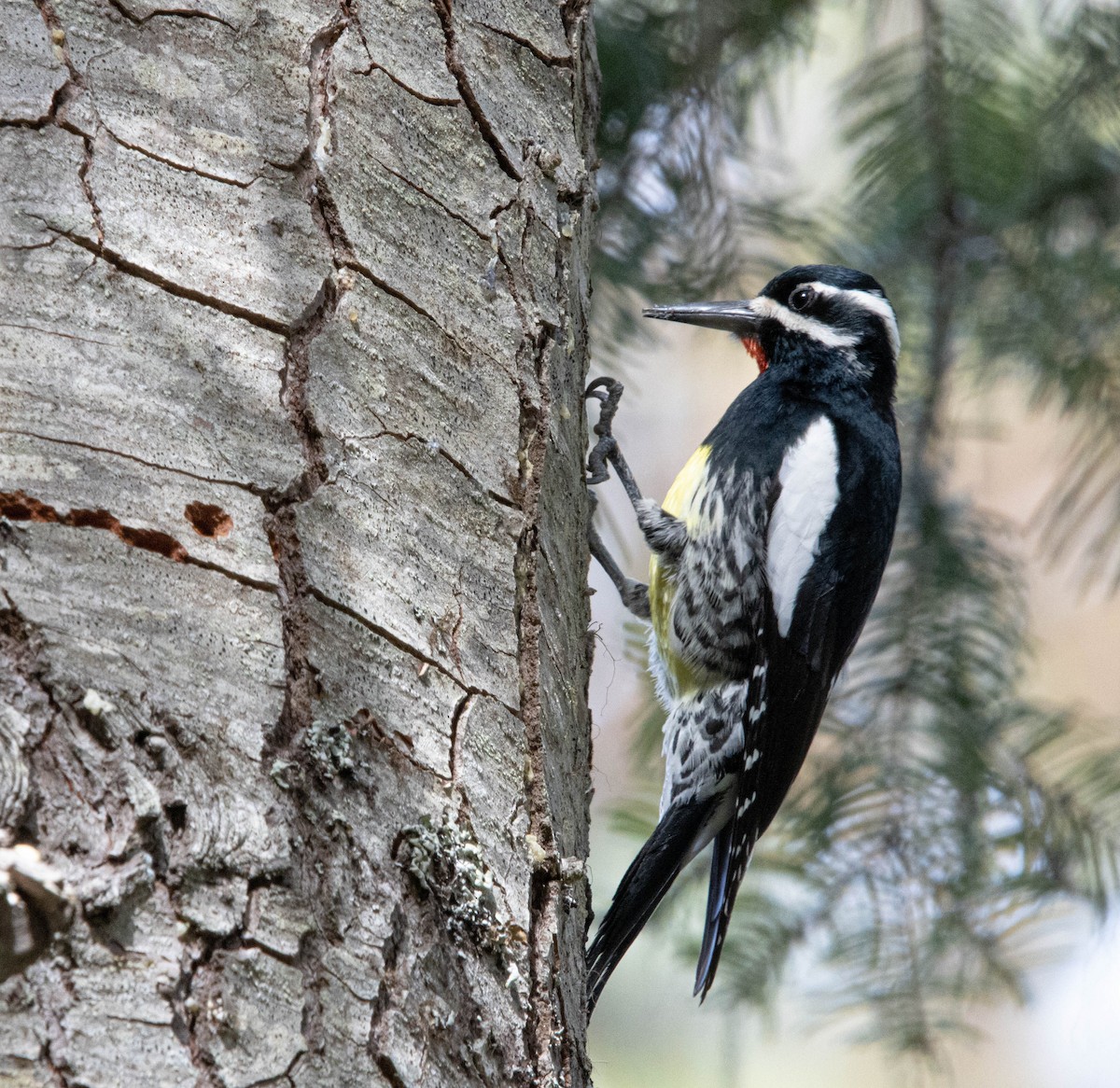 Williamson's Sapsucker - ML228407351