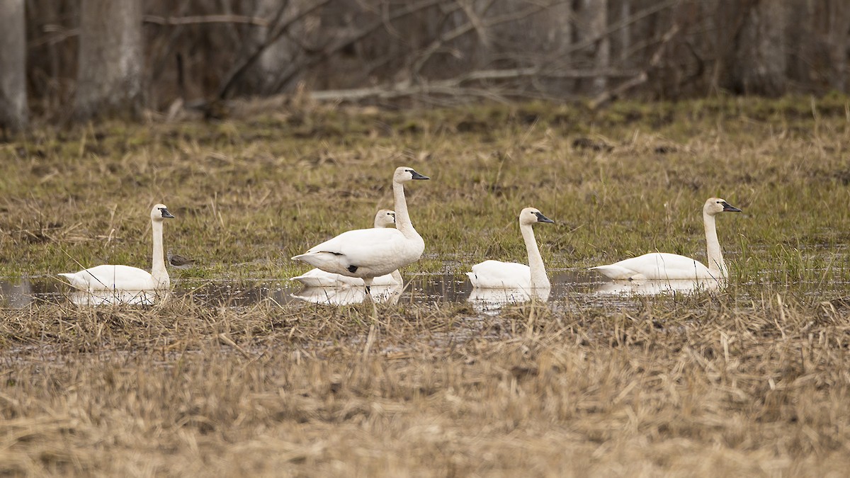 Tundra Swan - ML228407471