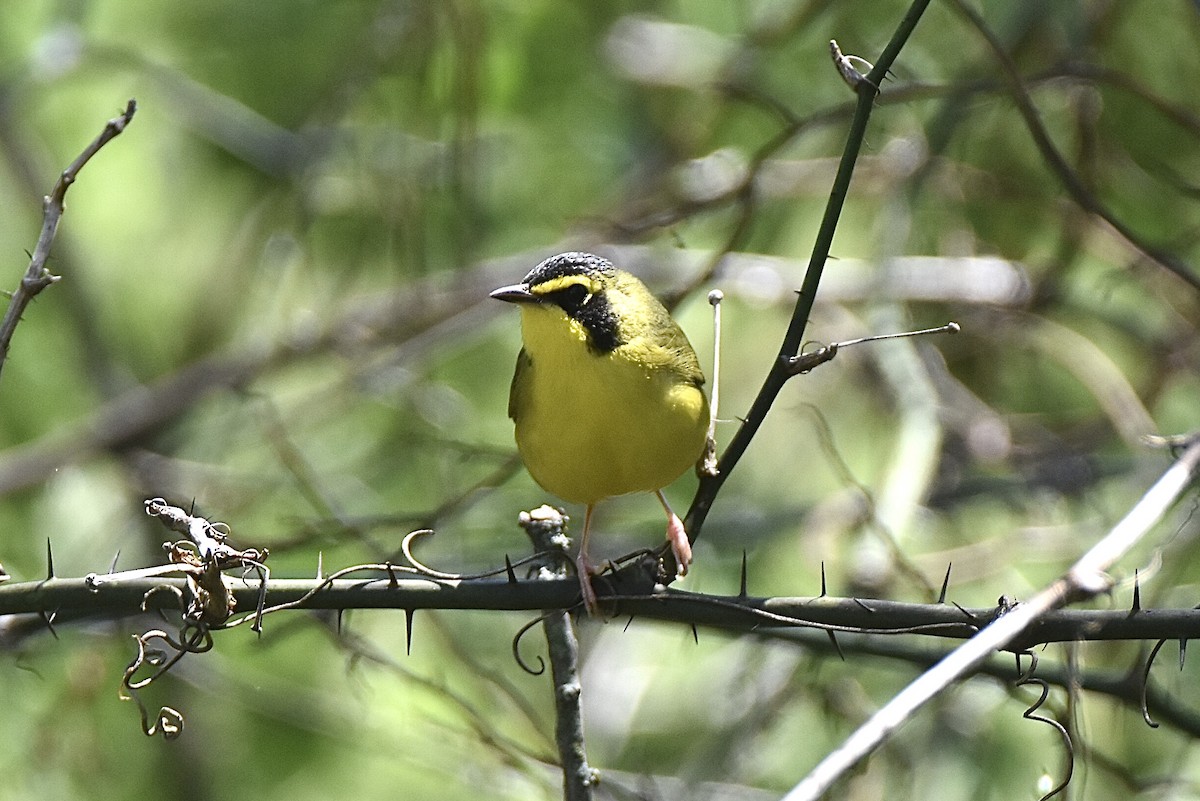 Kentucky Warbler - ML228410051