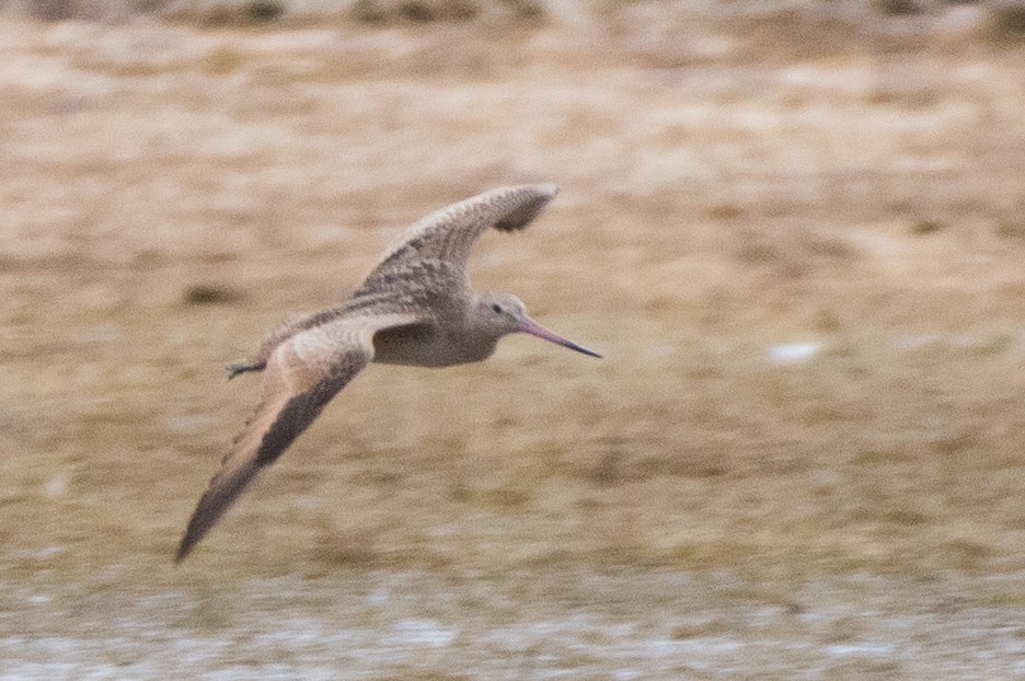 Marbled Godwit - ML228410401