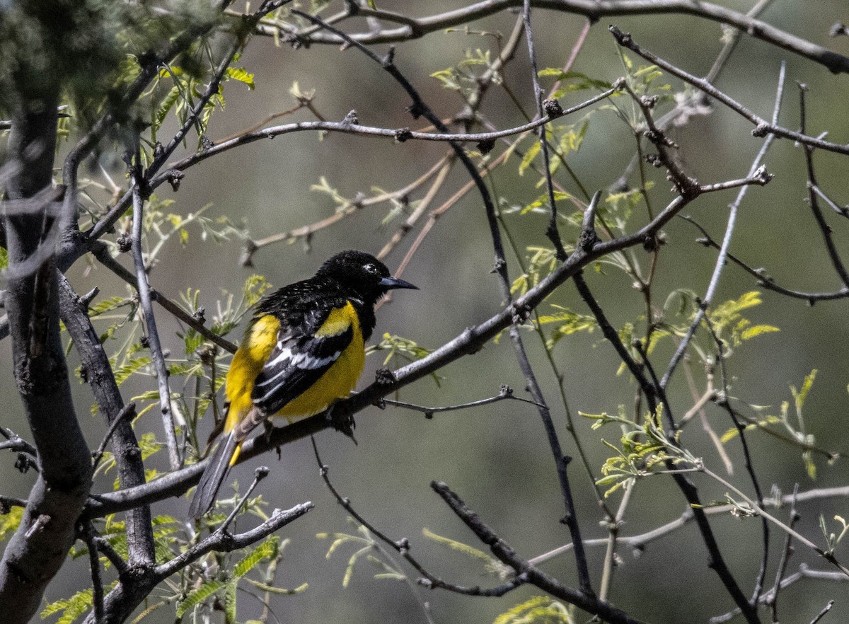 Scott's Oriole - Ken Lawrence