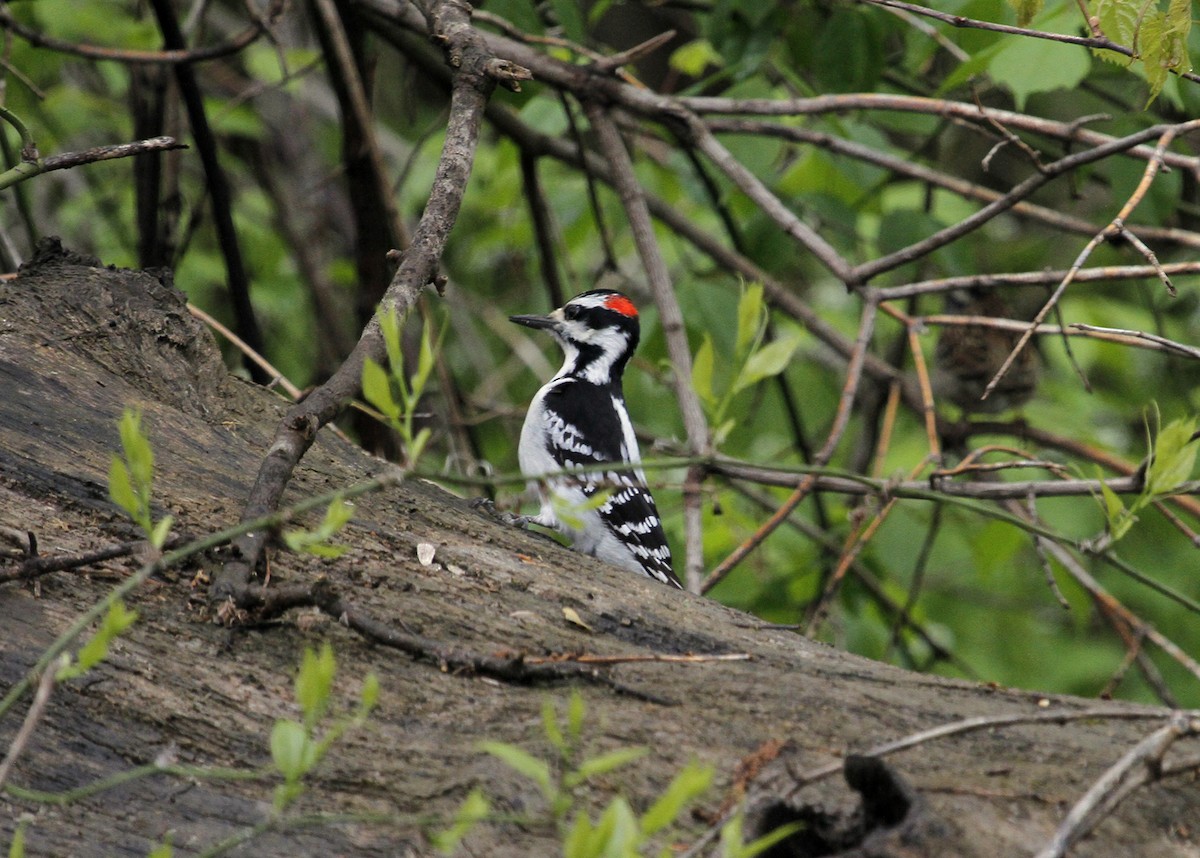 Hairy Woodpecker (Eastern) - N. Wade Snyder