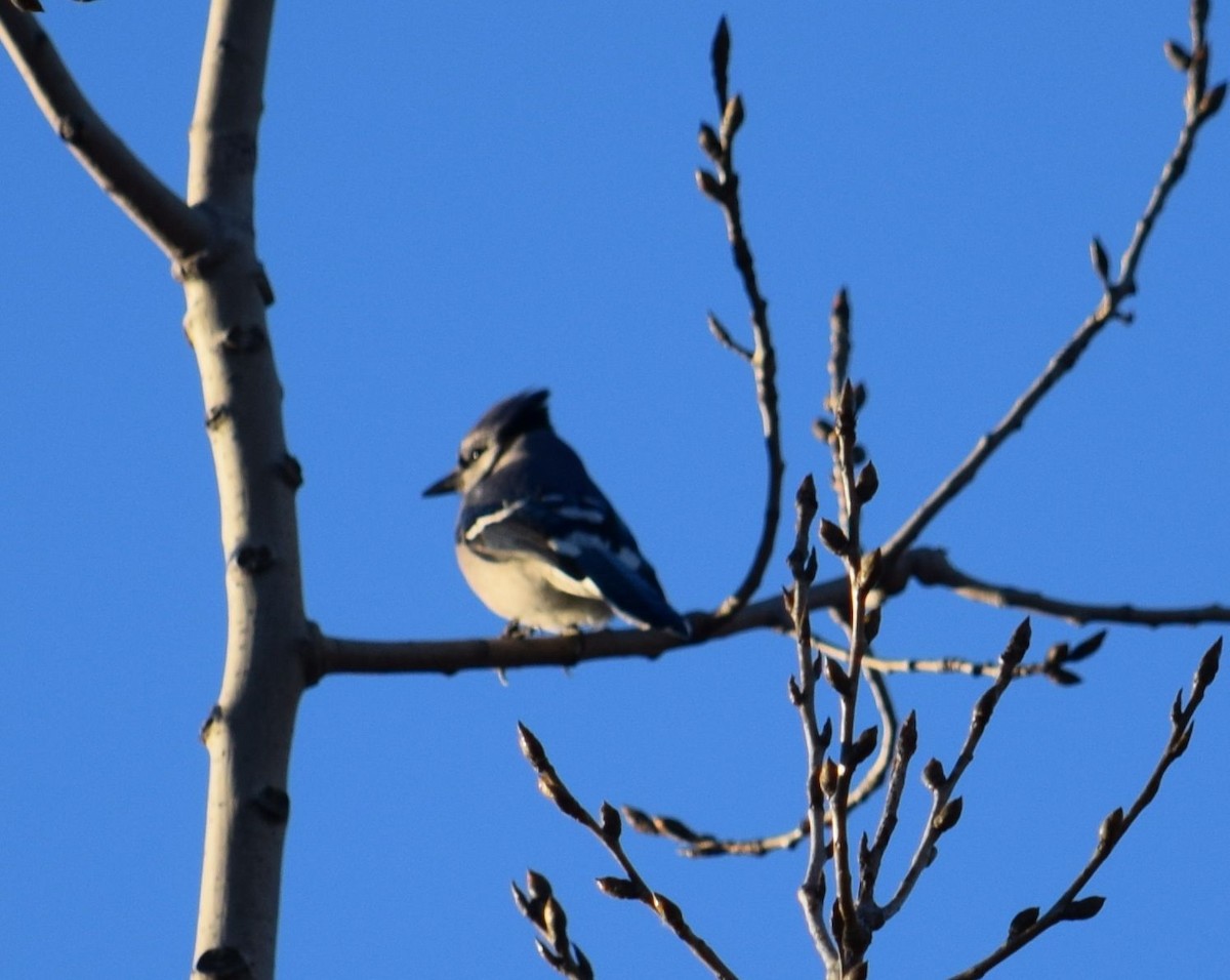 Blue Jay - Mary  McMahon