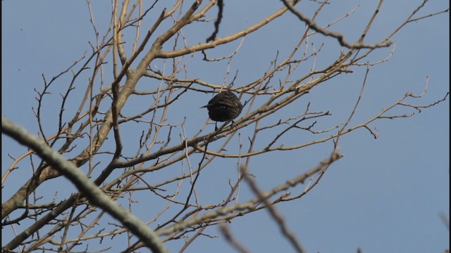Red-winged Blackbird (Red-winged) - ML228416251