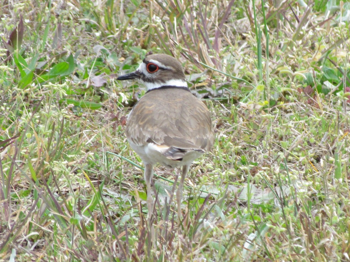 Killdeer - ML228416861