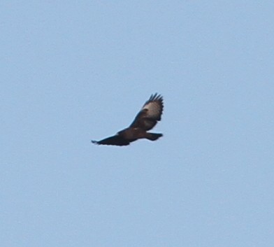 Short-tailed Hawk - mitchell HARRIS