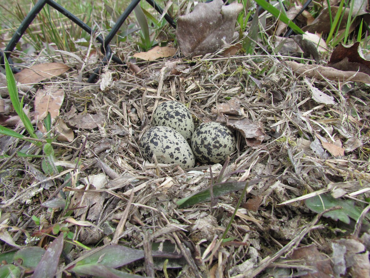 Killdeer - ML228417171