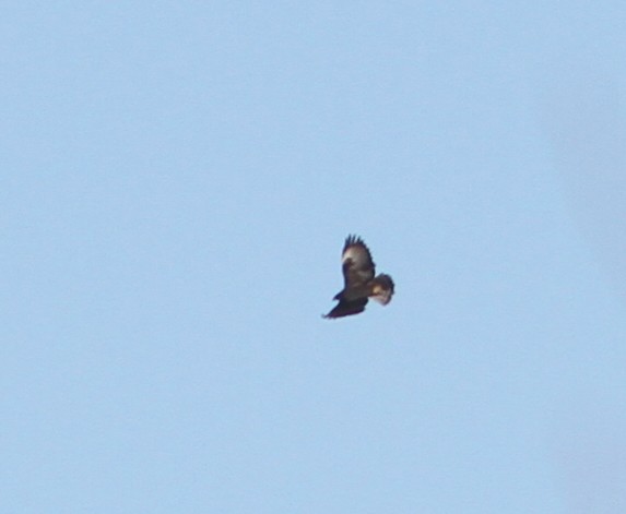 Short-tailed Hawk - mitchell HARRIS