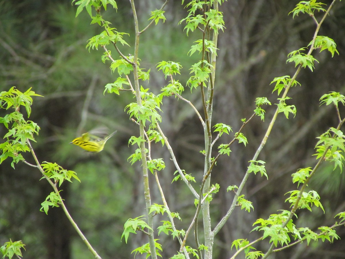 Prairie Warbler - ML228418061