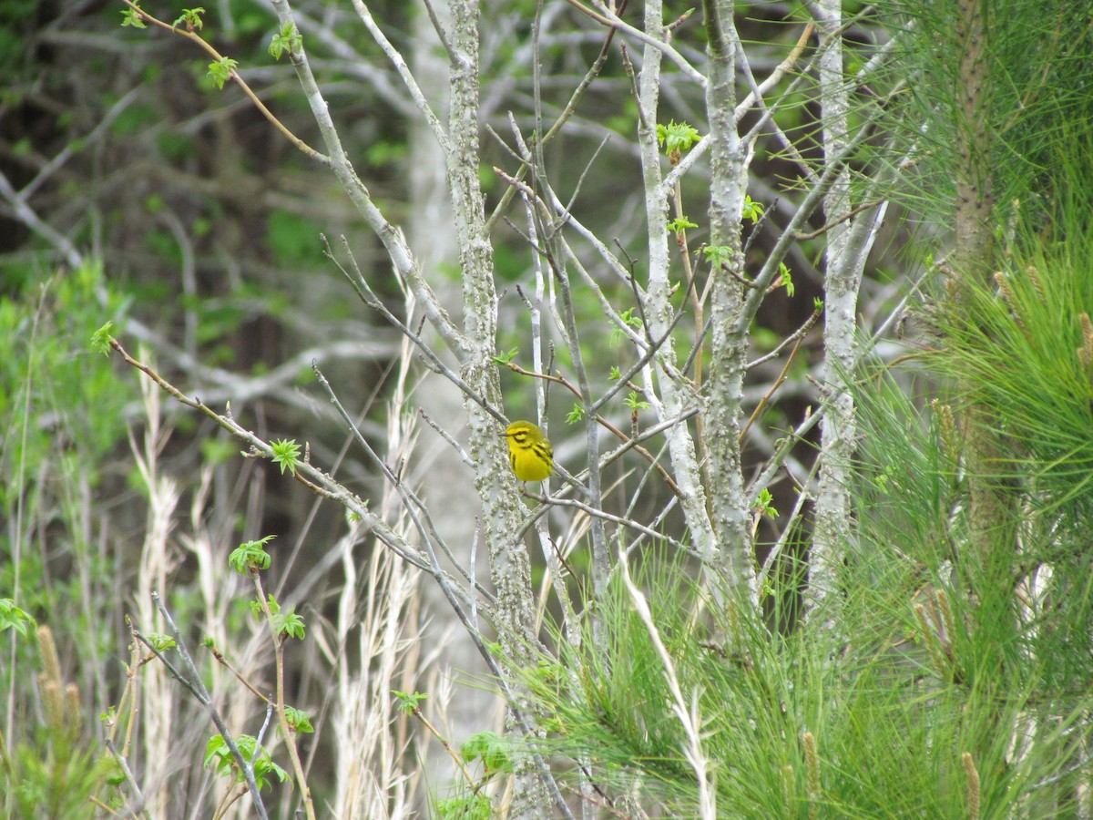 Prairie Warbler - ML228418361