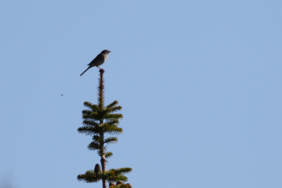 Brewer's Sparrow (taverneri) - ML228419211