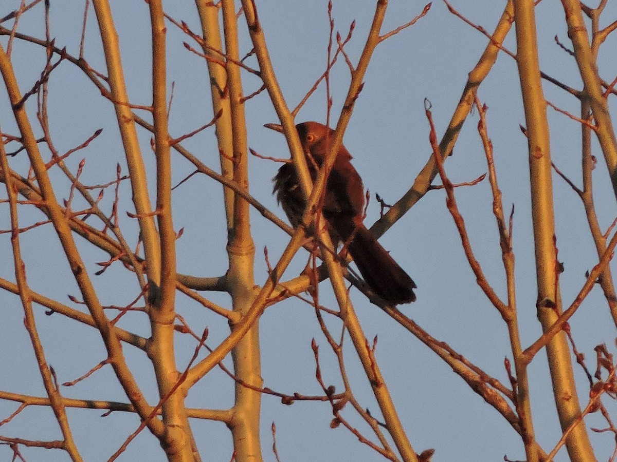 Brown Thrasher - ML228420931