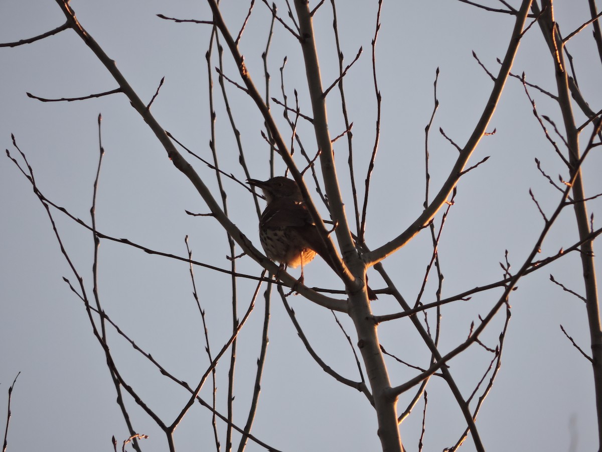 Brown Thrasher - ML228420951