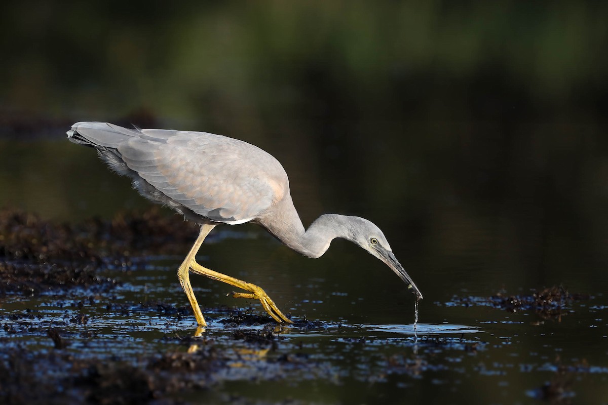 White-faced Heron - ML228421131