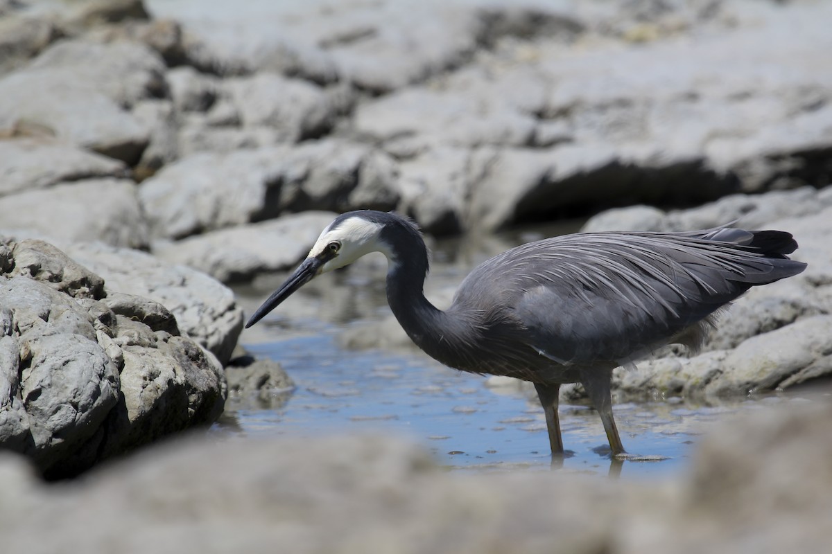 White-faced Heron - Brent Young