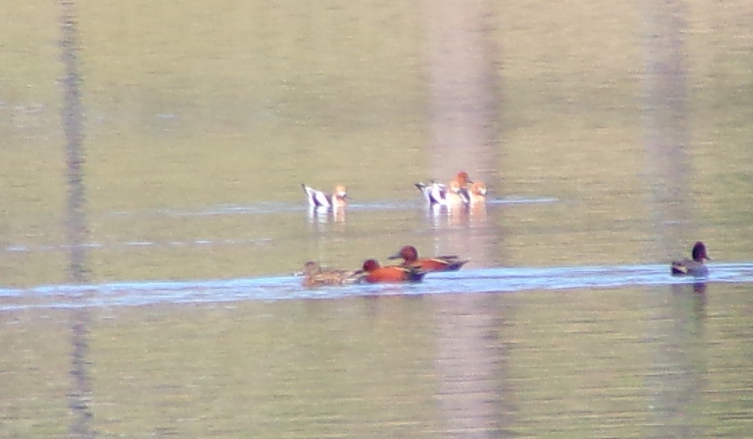 Cinnamon Teal - ML228424871