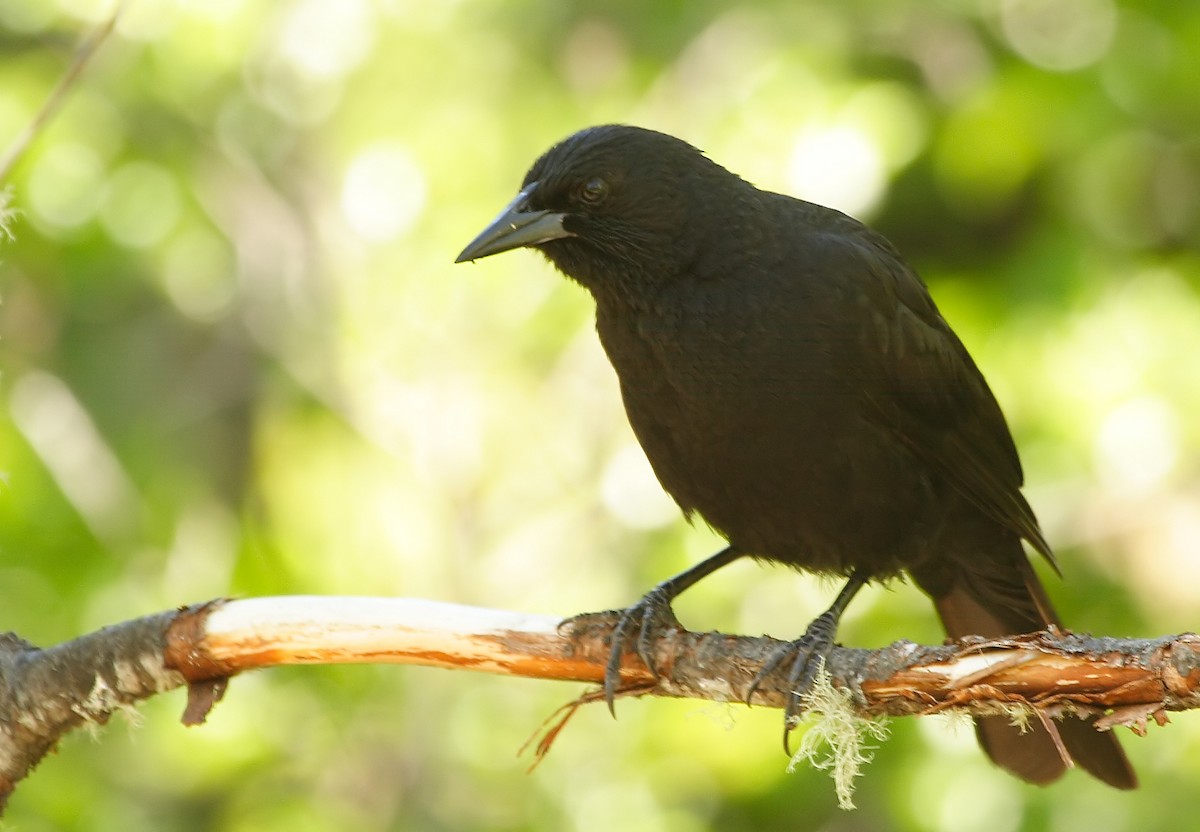 Austral Blackbird - ML228425301