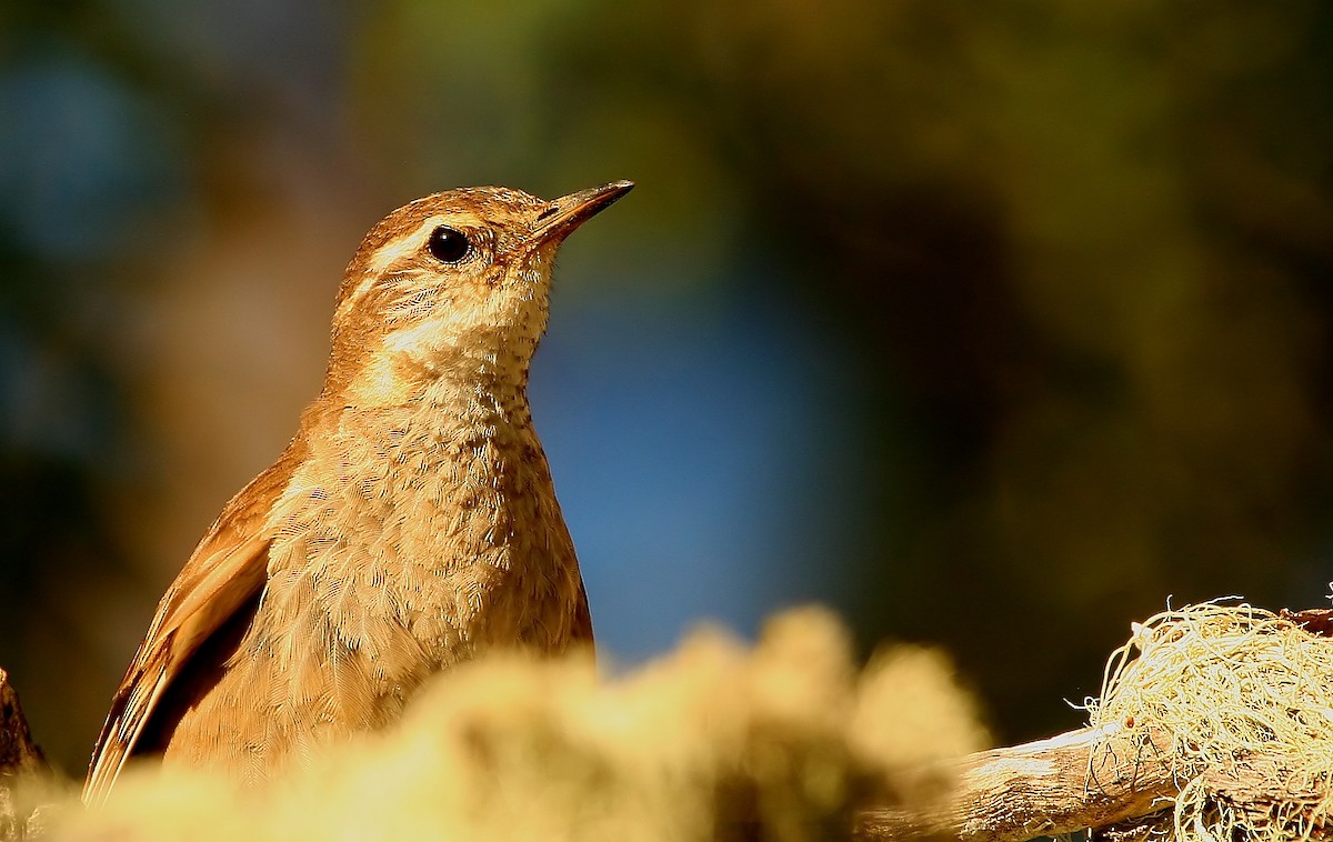 Buff-winged Cinclodes - ML228425381