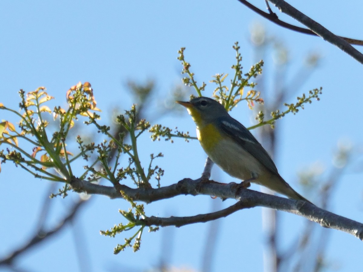 Northern Parula - ML228426831