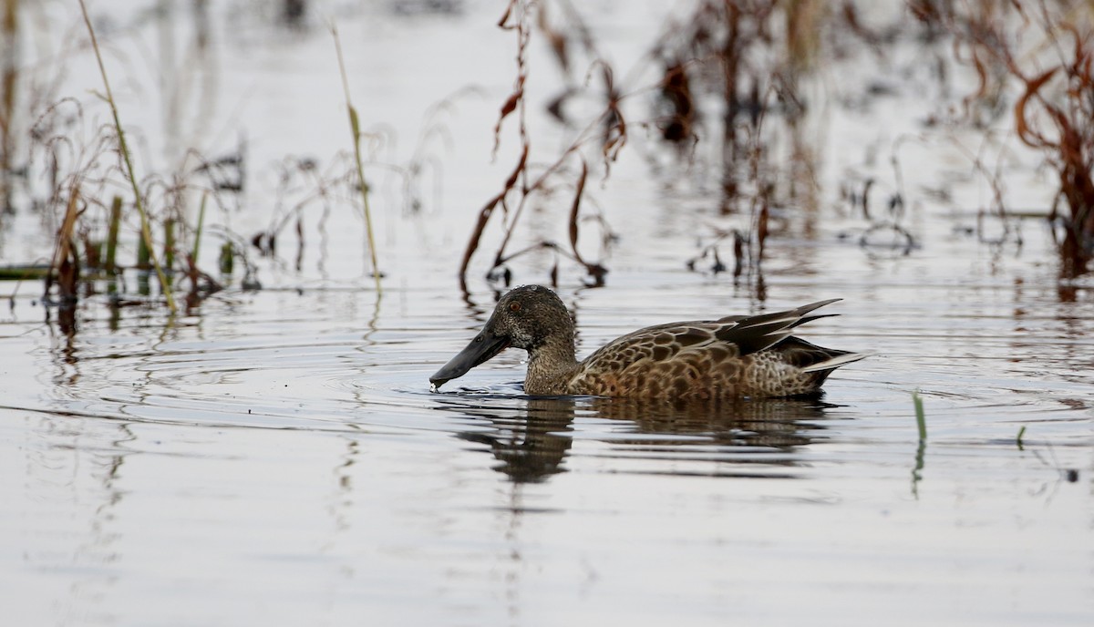 Northern Shoveler - Jay McGowan