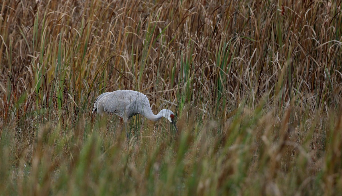 Sandhill Crane (tabida/rowani) - Jay McGowan