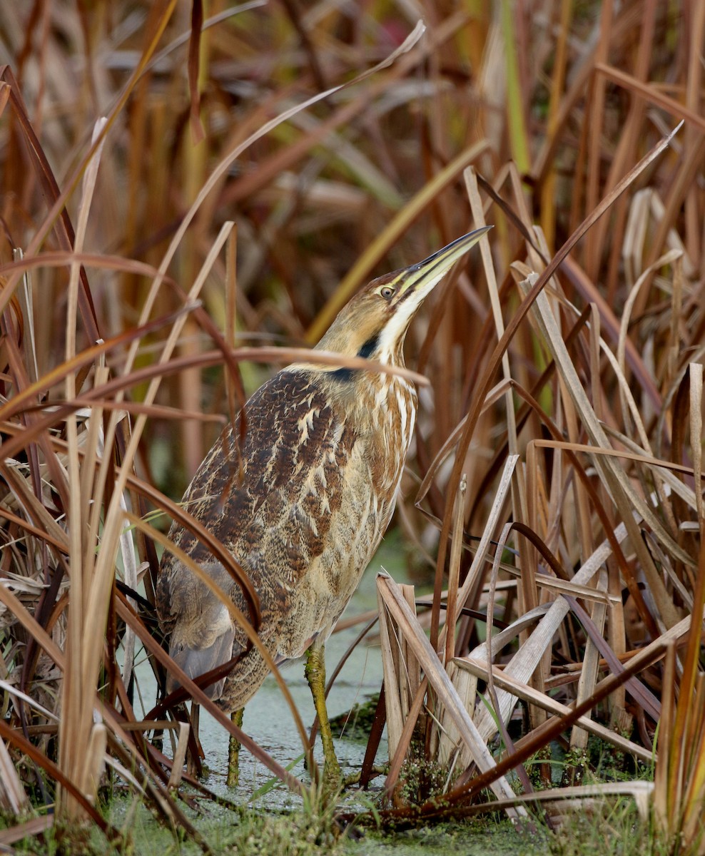 American Bittern - Jay McGowan