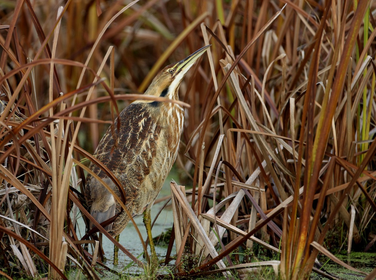 American Bittern - ML228428051