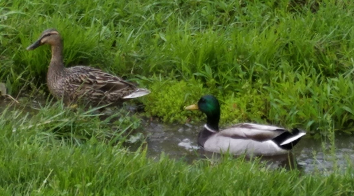 Зэрлэг нугас - ML228428161