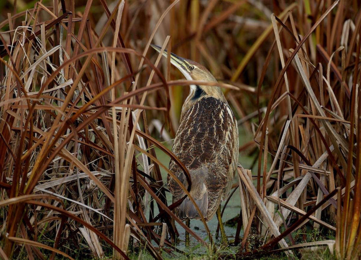 American Bittern - Jay McGowan