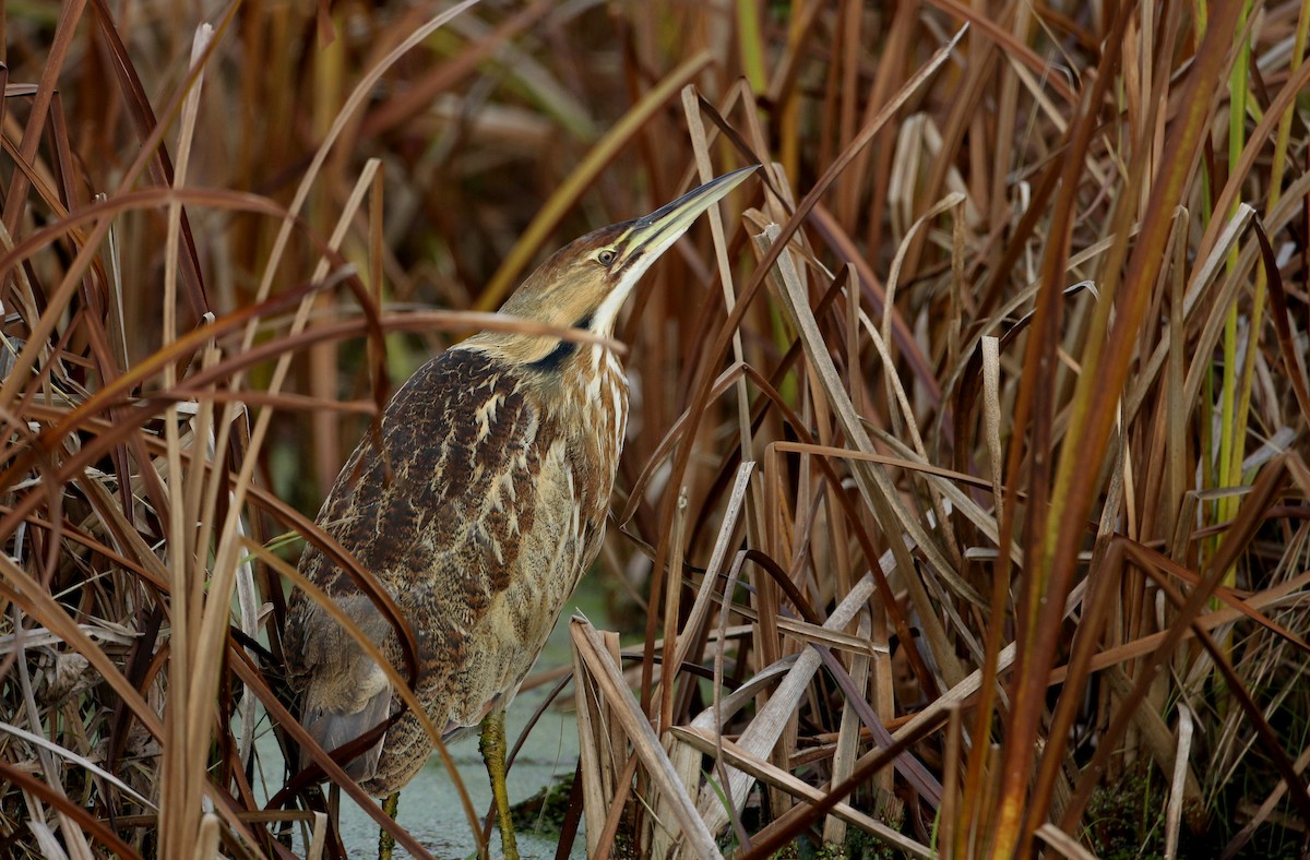 American Bittern - ML228428351