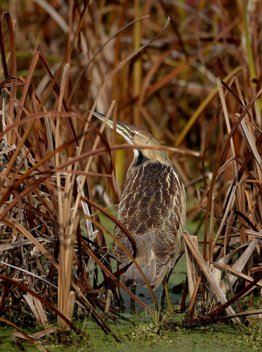 American Bittern - ML228428421