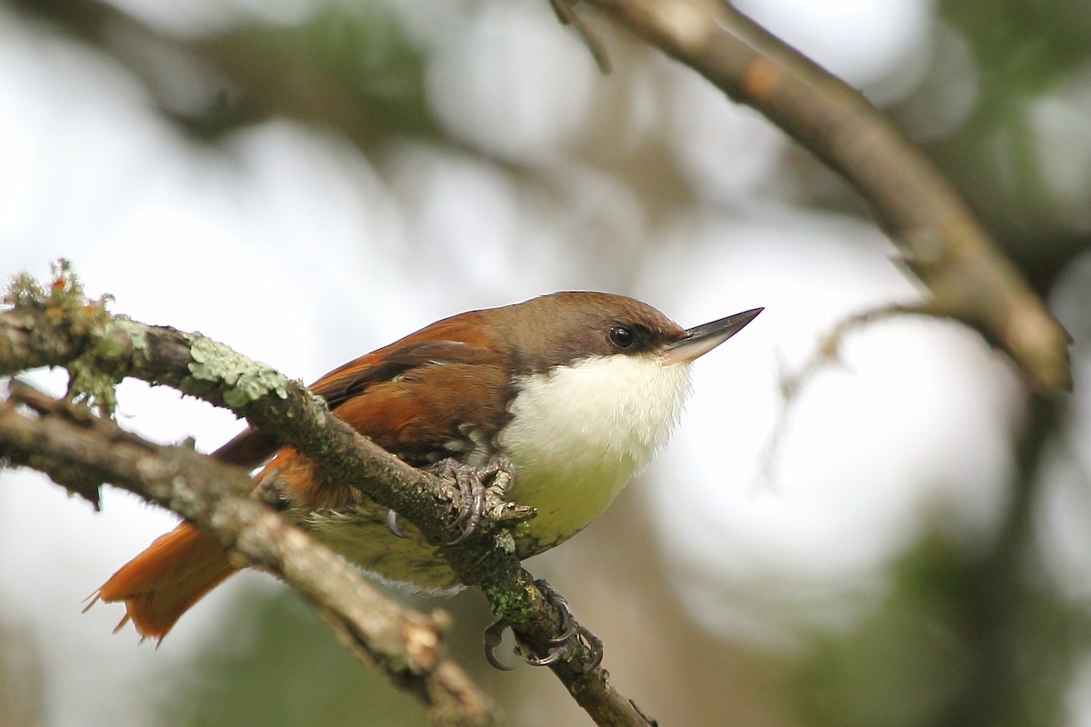 White-throated Treerunner - Pablo Andrés Cáceres Contreras