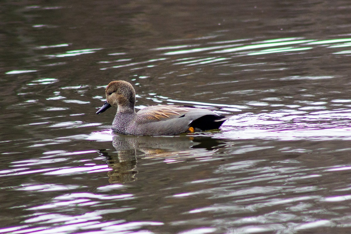 Gadwall - Jessica Rich