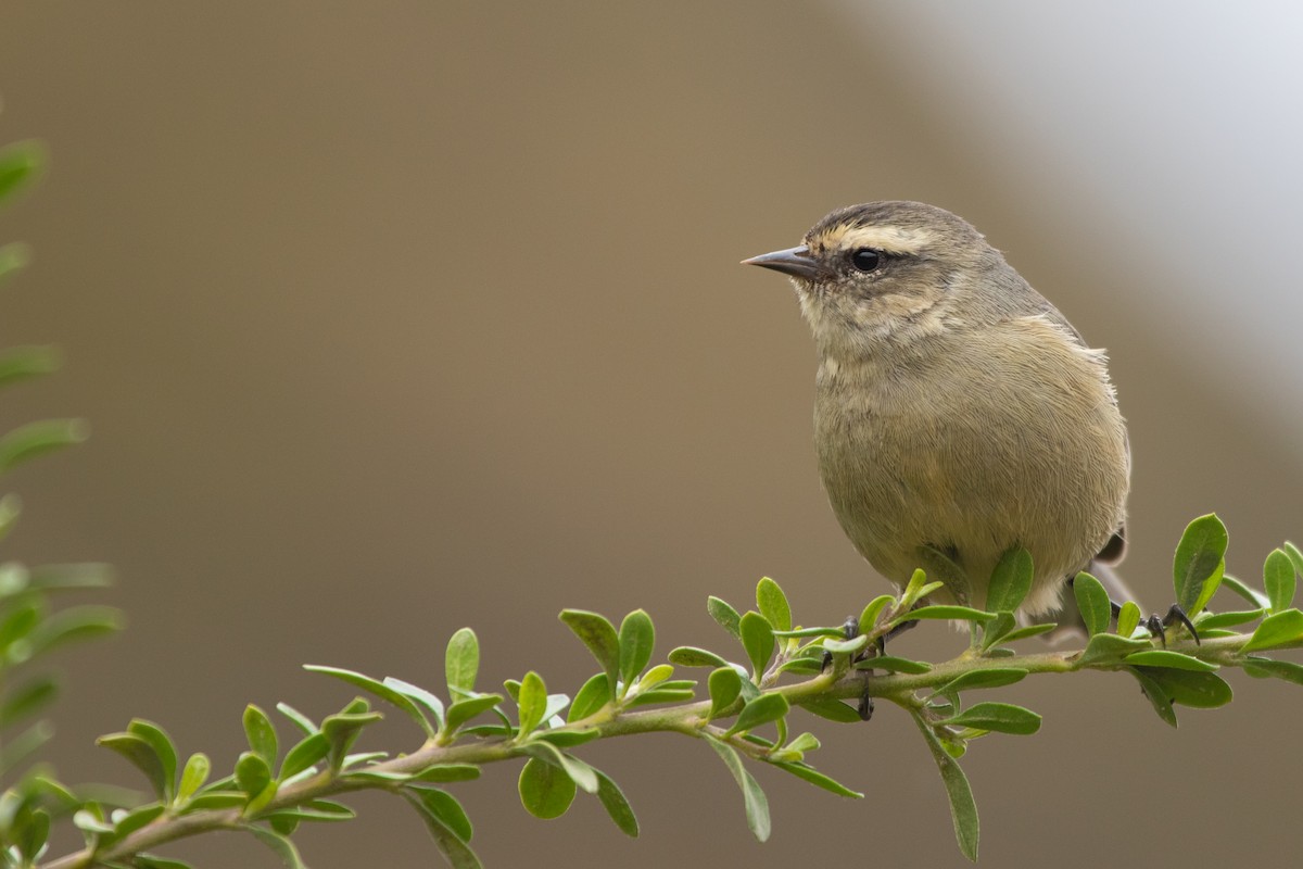 Cinereous Conebill - Pablo Andrés Cáceres Contreras