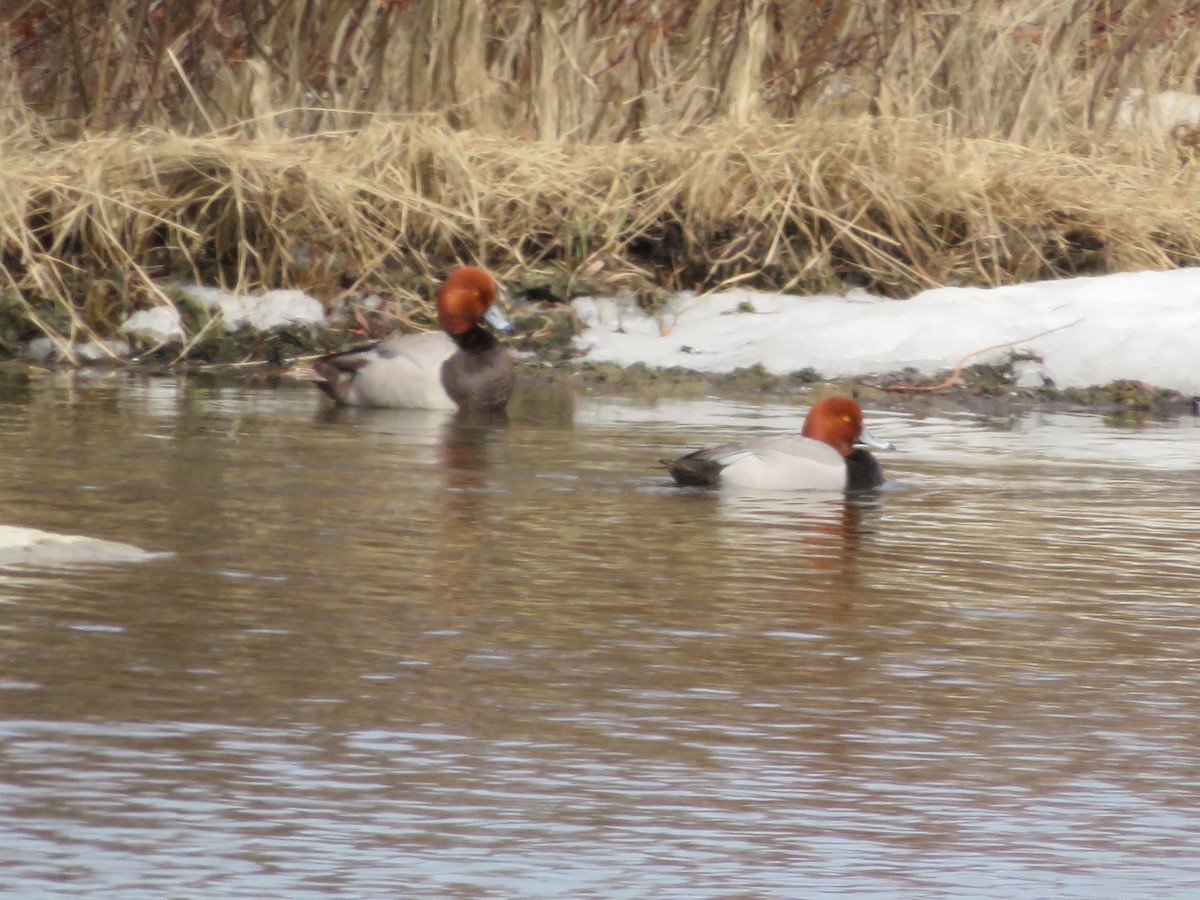 Redhead - ML228432041