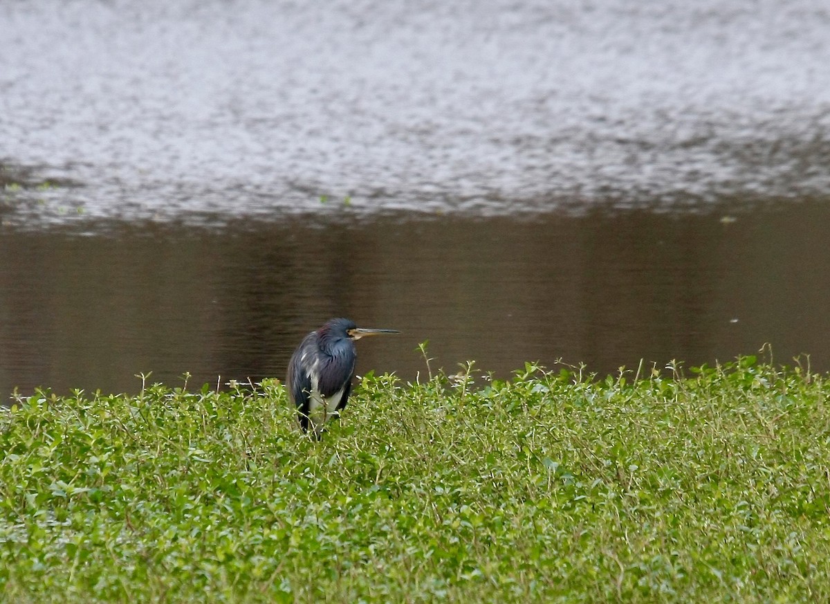 Tricolored Heron - Matt Brady