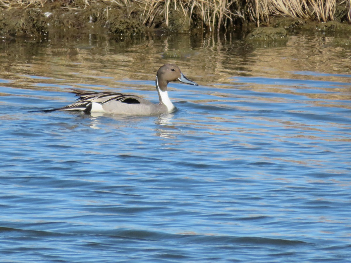 Northern Pintail - ML228433131