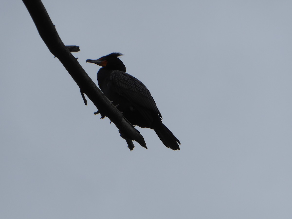 Double-crested Cormorant - ML228433661