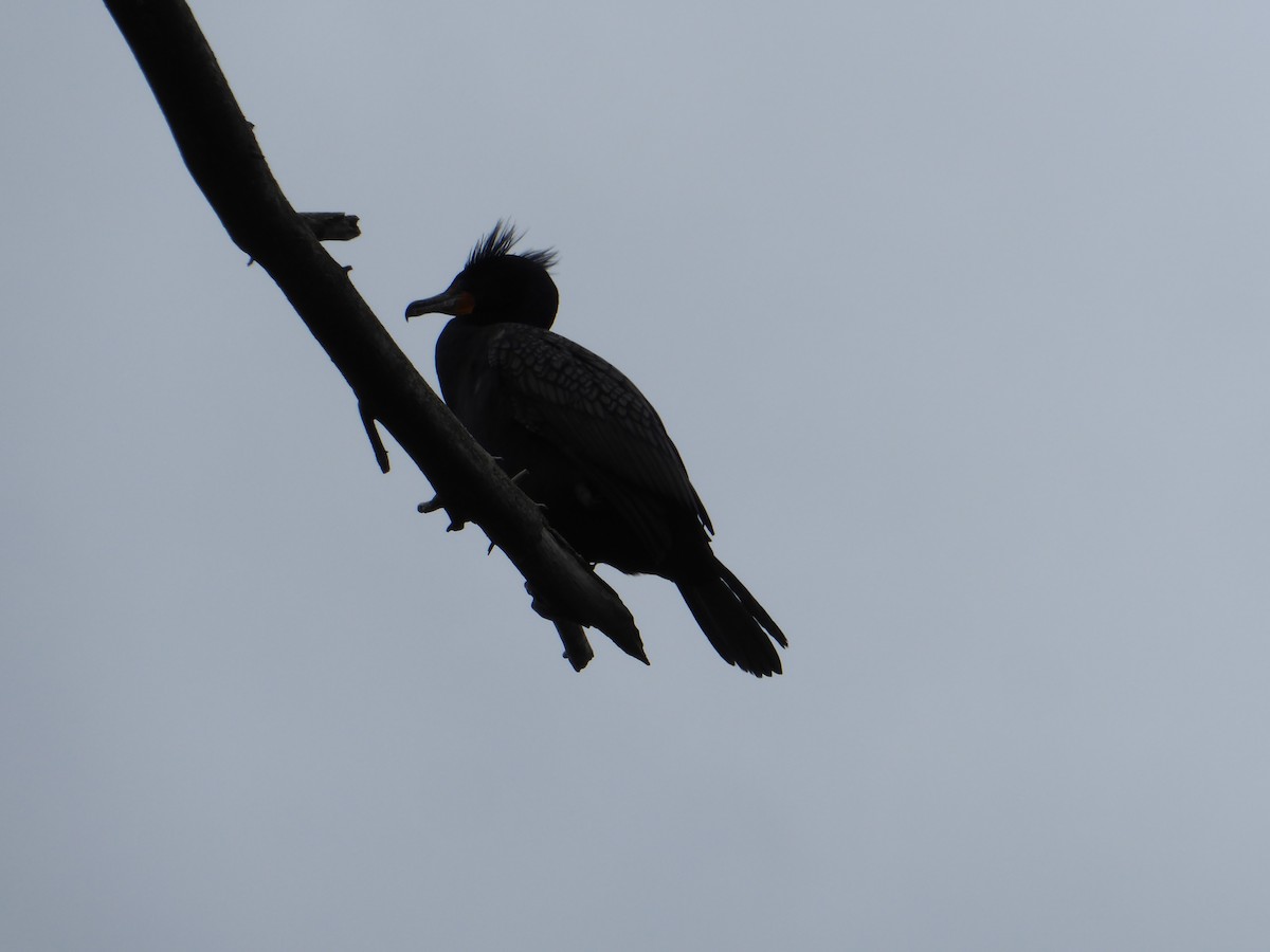 Double-crested Cormorant - ML228433851