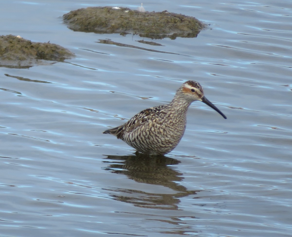 Stilt Sandpiper - ML228433901