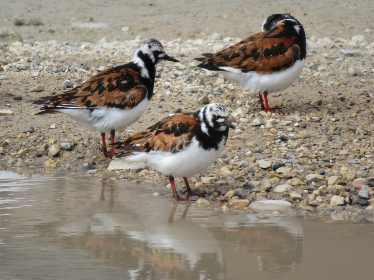 Ruddy Turnstone - Rudolf Koes