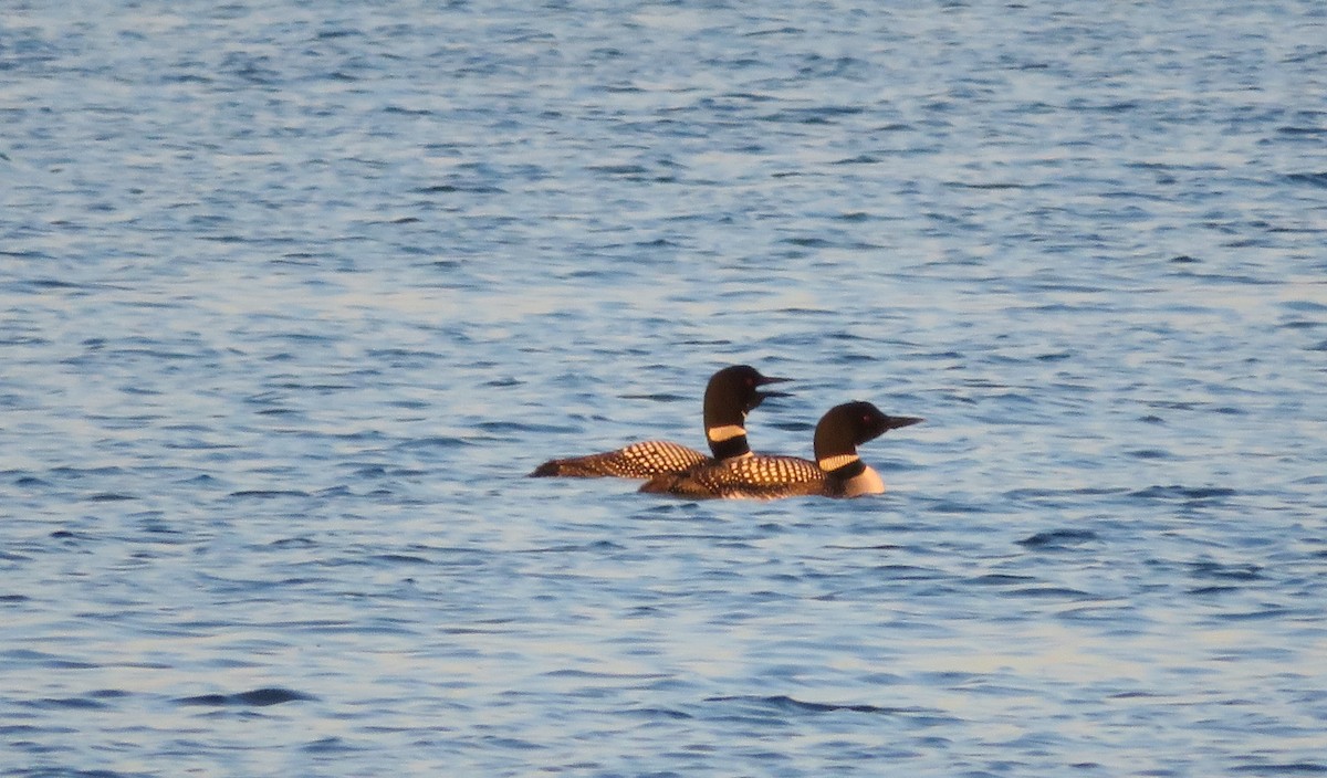 Common Loon - ML228435231