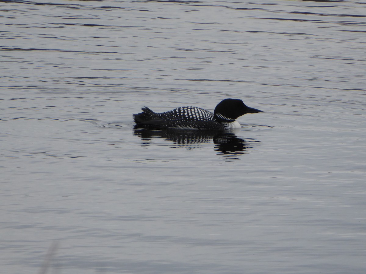 Common Loon - ML228435301