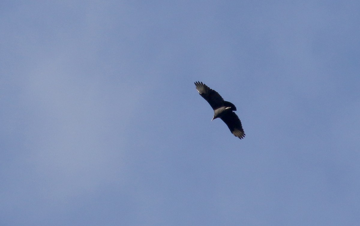 Black Vulture - ML228436031