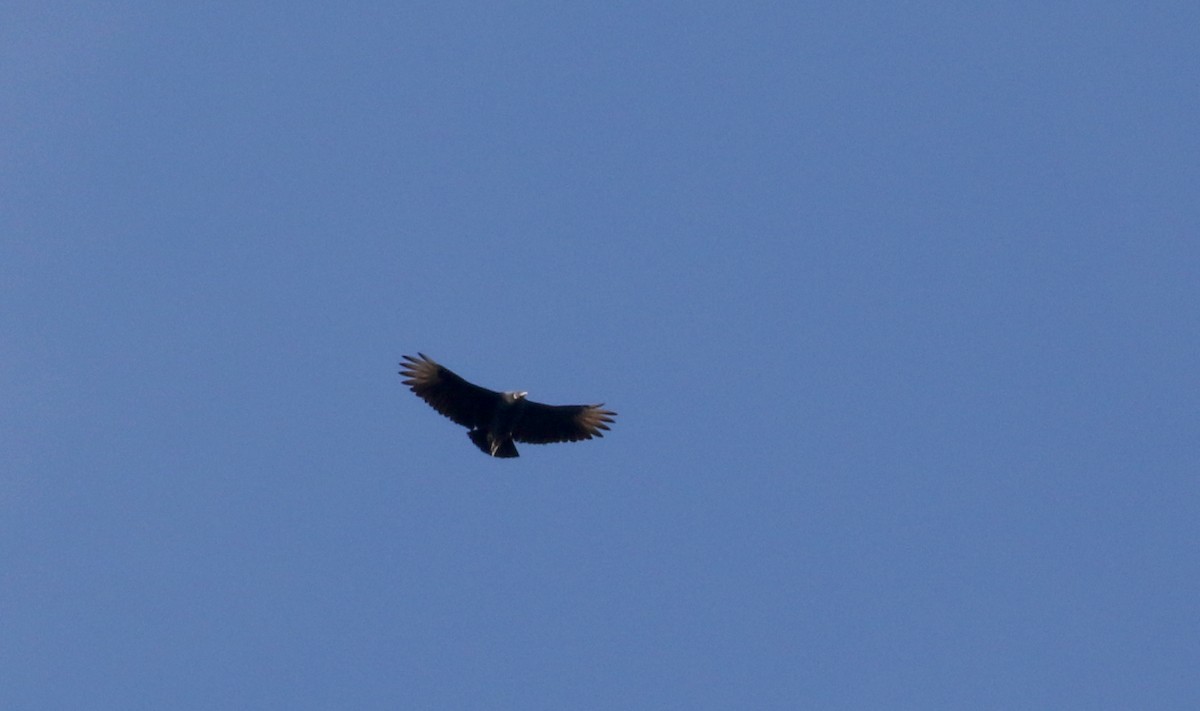 Black Vulture - ML228436041