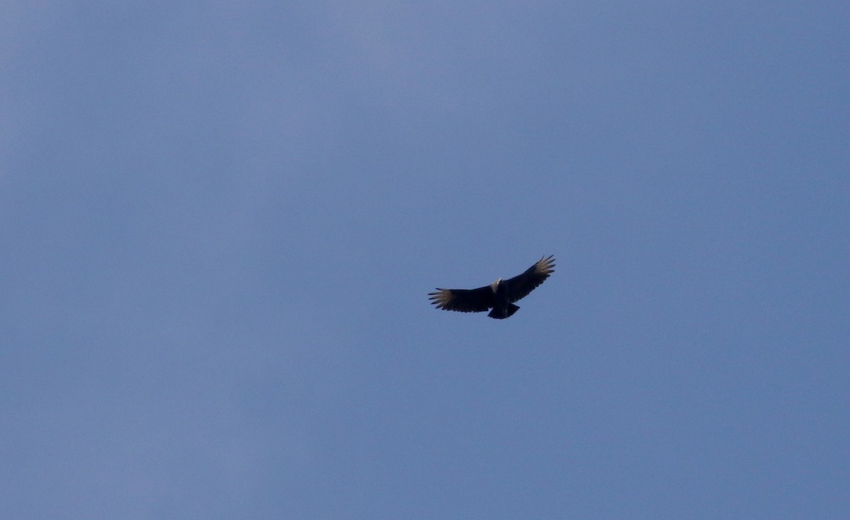 Black Vulture - ML228436101